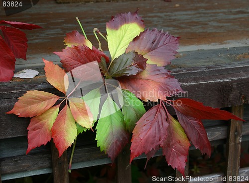 Image of leafs