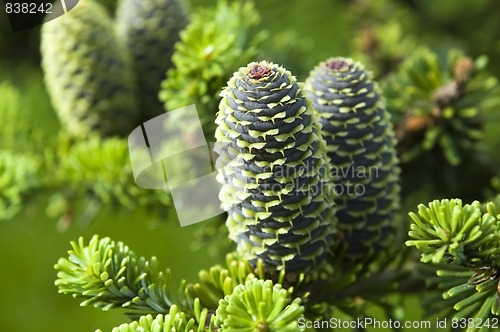 Image of pine branch with cone