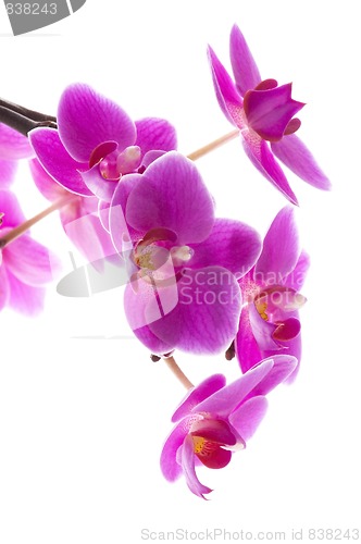 Image of orchid