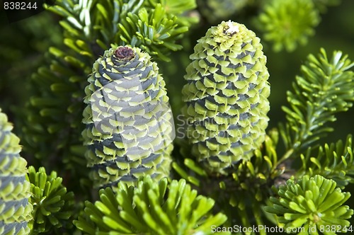 Image of pine branch with cone