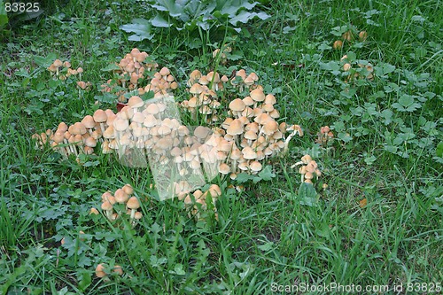 Image of toadstools