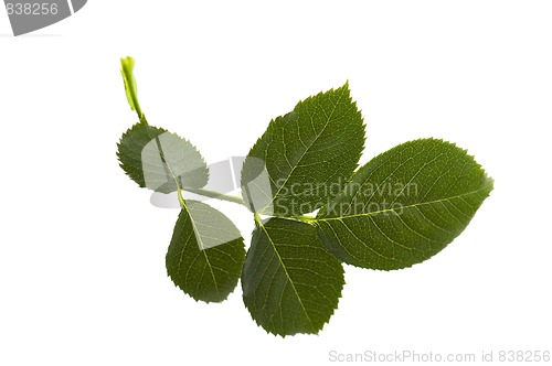 Image of rose leaf