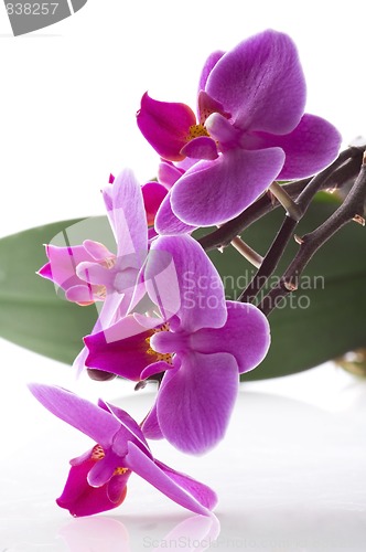 Image of orchid