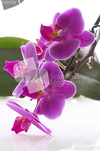 Image of orchid