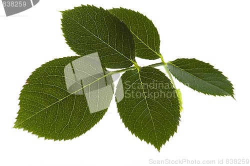Image of rose leaf