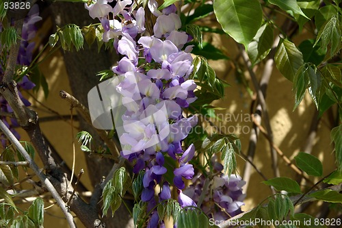 Image of flower