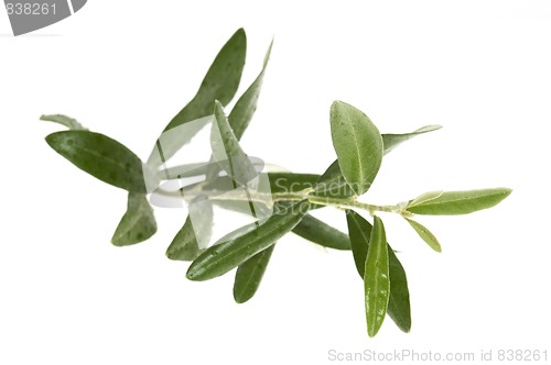 Image of Olive branch