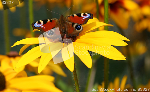 Image of butterfly
