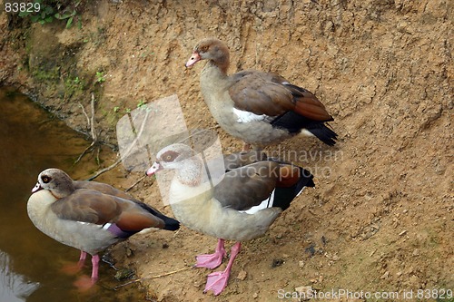 Image of goose
