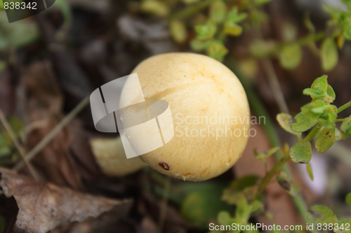 Image of Single yellow mushroom