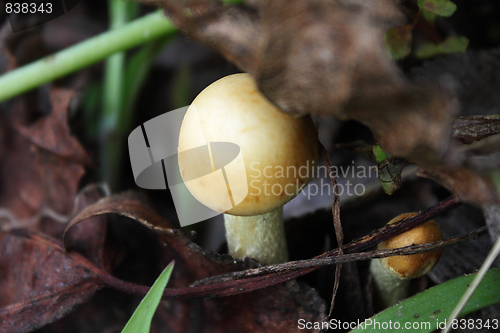 Image of Two yellow mushrooms