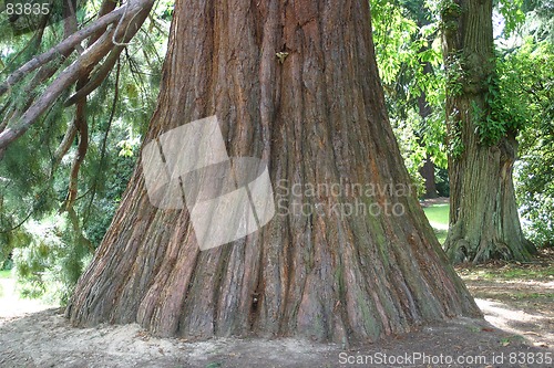 Image of trunk of trees