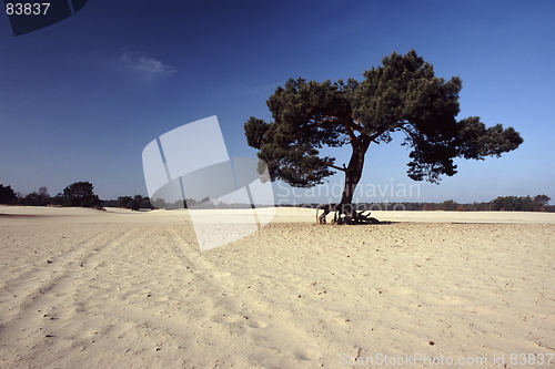 Image of Tracks and Tree