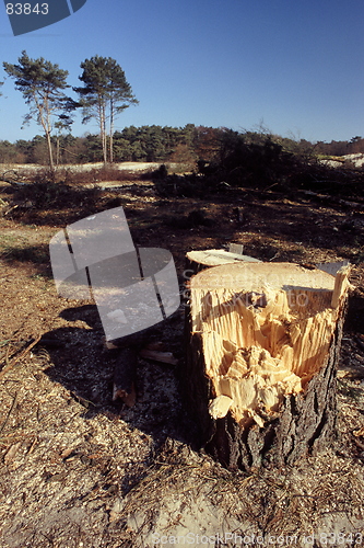 Image of Cut Down Tree