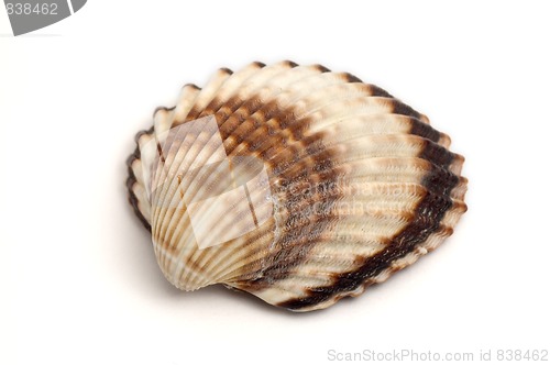 Image of ocean shell