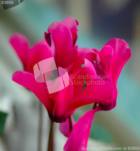 Image of Pink Flower