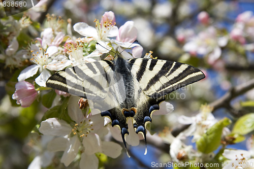 Image of Butterfly