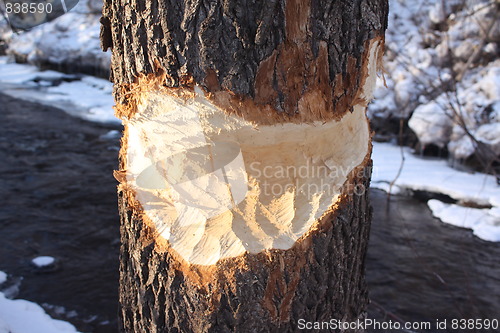 Image of Beaver eaten tree