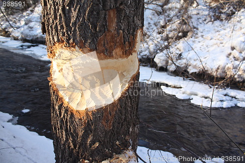 Image of Beaver eaten tree