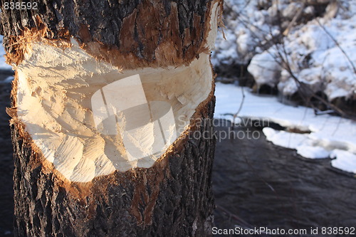 Image of Beaver eaten tree
