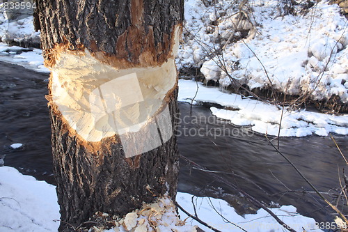 Image of Beaver eaten tree