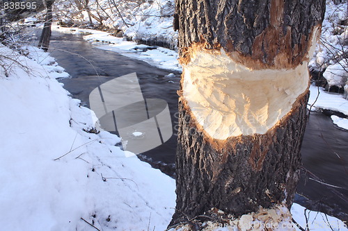 Image of Beaver eaten tree
