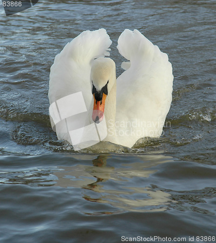 Image of Swan Gliding