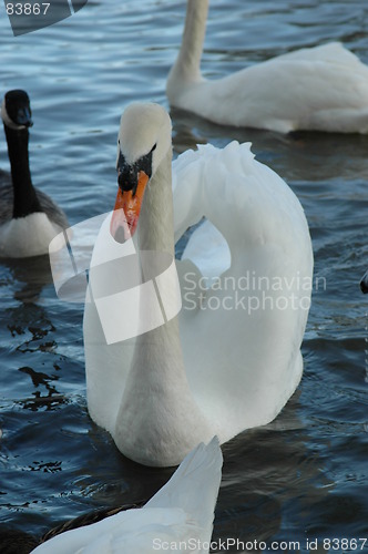 Image of The Swan