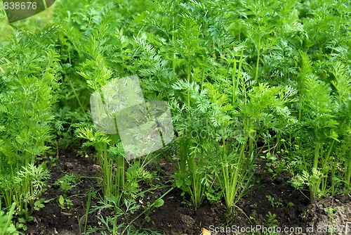 Image of Green leaves of growing carrot