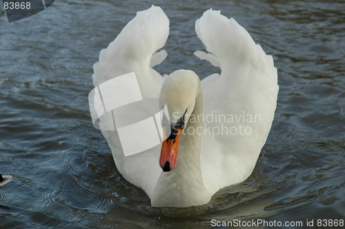 Image of Swan Show-Off