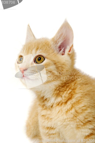 Image of Kitten is looking
