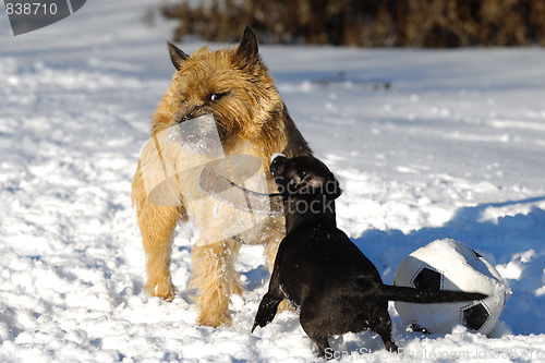 Image of Two dogs playing