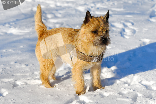 Image of Dog in snow