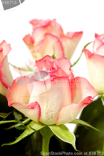 Image of Roses
