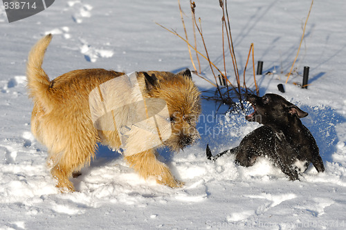 Image of fighting dogs