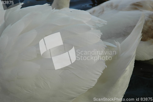Image of Swans Wing