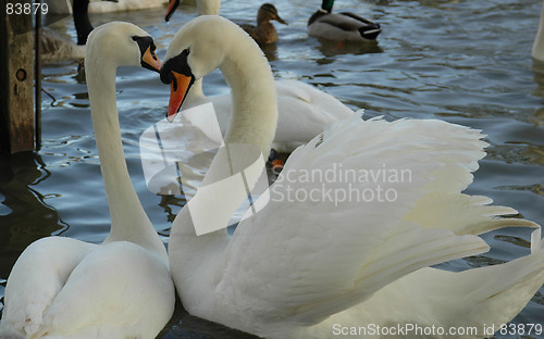 Image of Swans Love