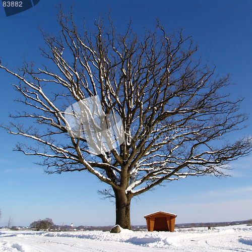 Image of winter oak