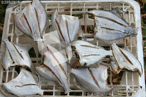 Image of flatfish