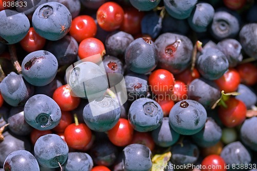 Image of Cowberries and blueberries
