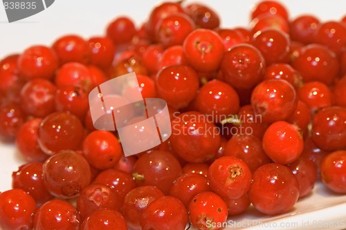 Image of cowberry