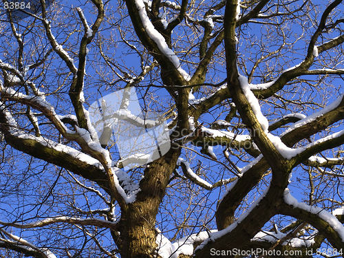 Image of winter oak branches