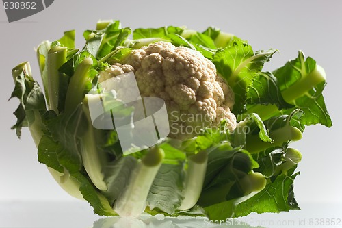 Image of cauliflower