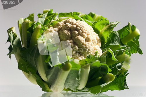 Image of cauliflower