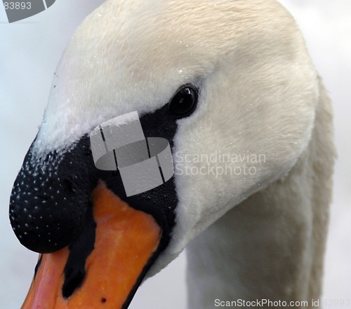 Image of Swans Eye