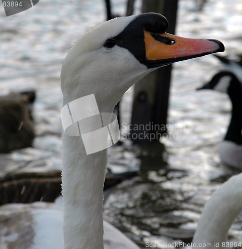 Image of Swans Head