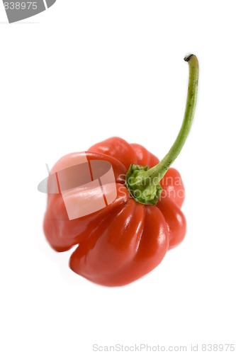 Image of Habanero chillie on white