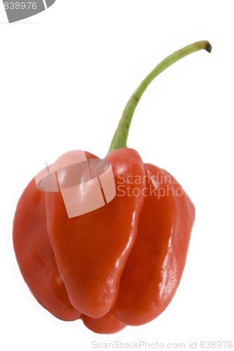 Image of Habanero chillie on white