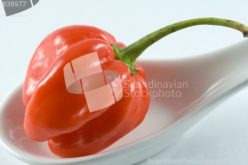 Image of Habanero chillie on a white spoon