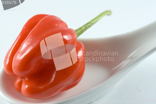 Image of Habanero chillie on a white spoon
